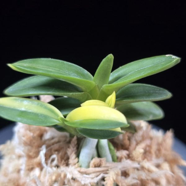 취월호 翠月湖 Chwiwolho(Seedling)