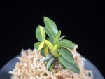 취월호 翠月湖 Chwiwolho(Seedling)