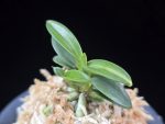 취월호 翠月湖 Chwiwolho(Seedling)