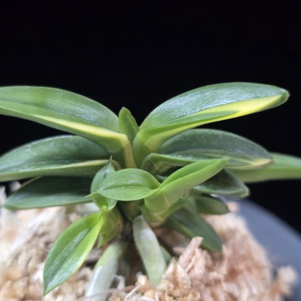 취월호 翠月湖 Chwiwolho(Seedling)