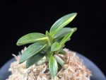 취월호 翠月湖 Chwiwolho(Seedling)
