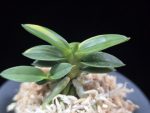 취월호 翠月湖 Chwiwolho(Seedling)