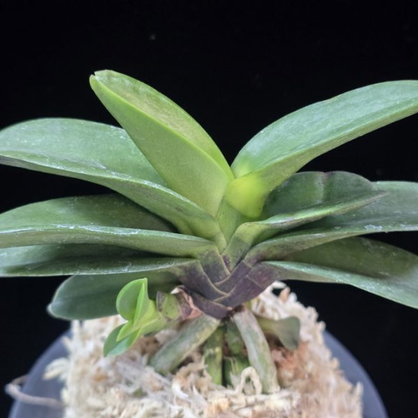 대박 大博 Daebak (Tetraploid of Janggun)