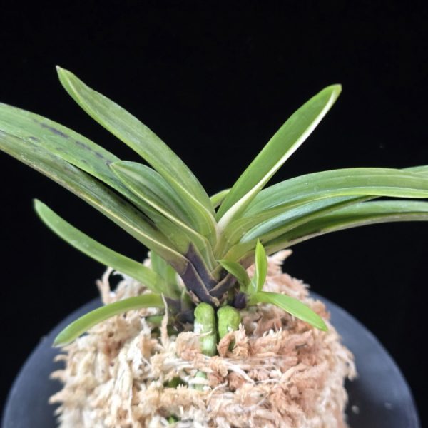 주천왕백호 朱天王白縞 Shutenno Shiroshima