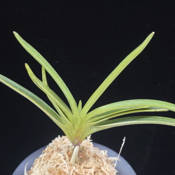 유곡금 幽谷錦 Yukoku Nishiki