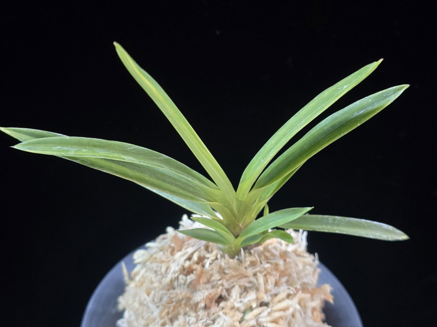 유곡금 幽谷錦 Yukoku Nishiki 유곡금 幽谷錦 Yukoku Nishiki