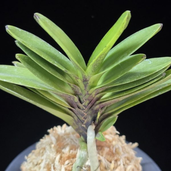 척령 鶺鴒 Sekirei