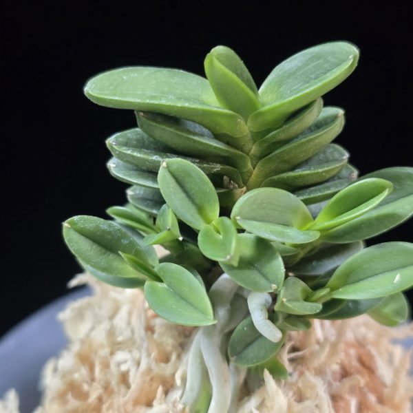 불이환 不二丸 Bulihwan