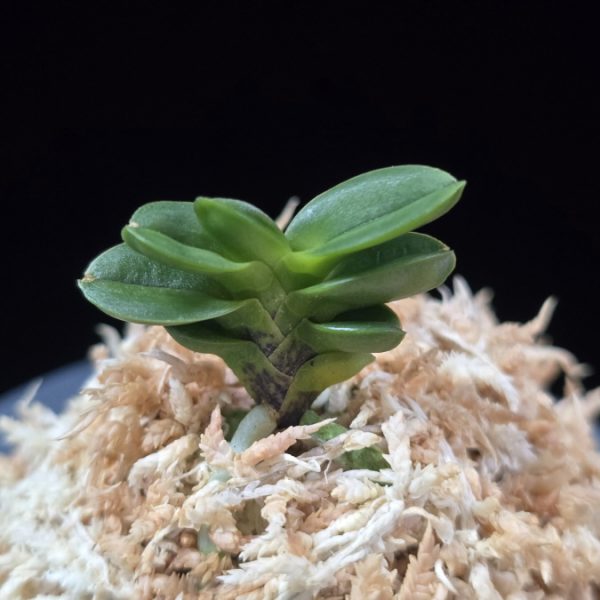 불이환 不二丸 Bulihwan