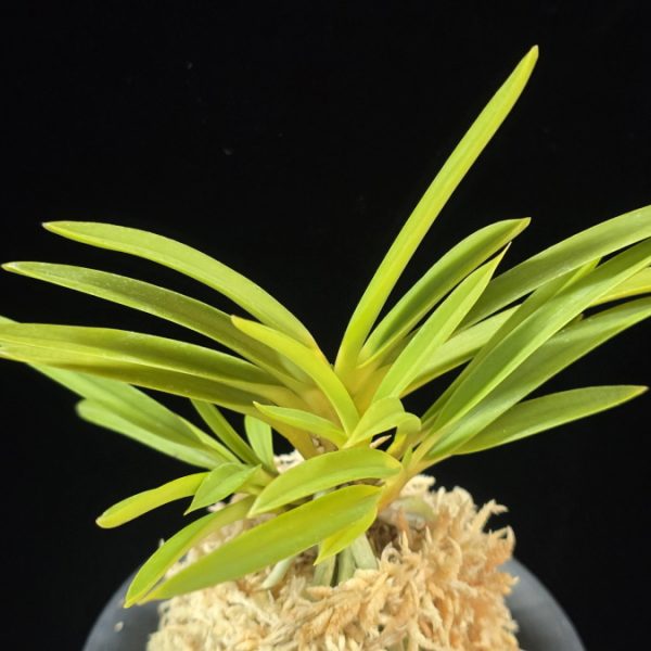 신기루 蜃気楼 Shinkirou