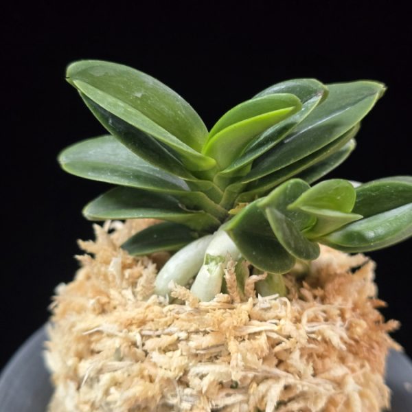 장원 壯元 Jangwon (Amami*Tamraok)