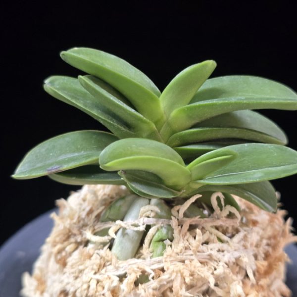 장원 壯元 Jangwon (Amami*Tamraok)