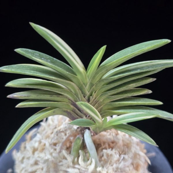 백결단엽 白潔短葉 Hakugetsu Tanba