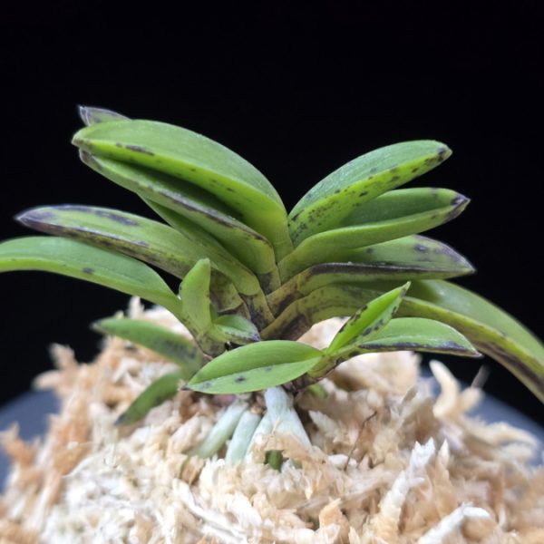 옥금강묵 玉金剛墨 Tamakongo Sumi