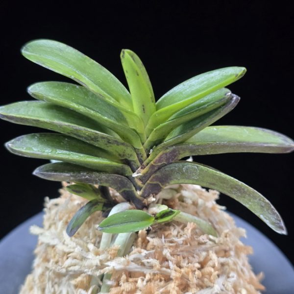 금오 金烏 Geumo (Kurohyo)