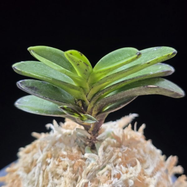 금오 金烏 Geumo (Kurohyo)