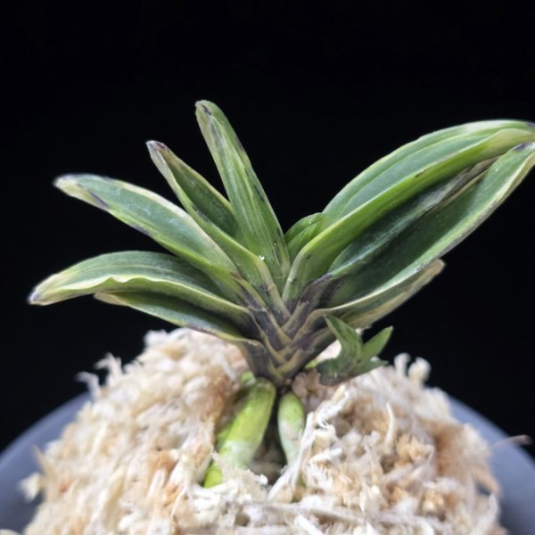 태왕 太王 Teawang