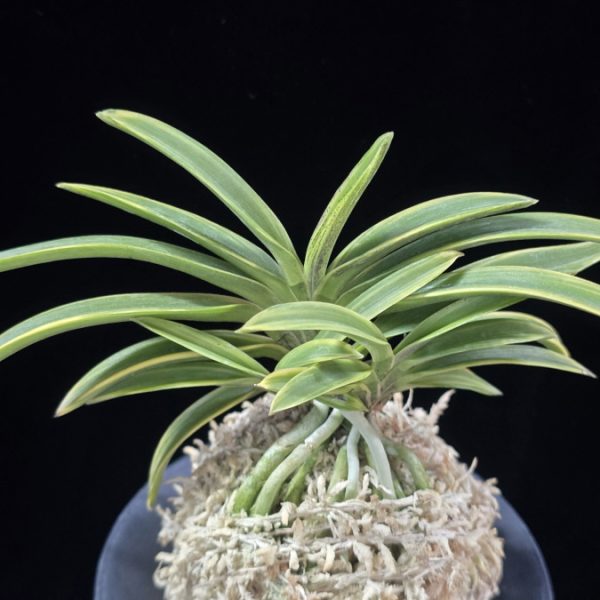 춘광 春光 Chungwang