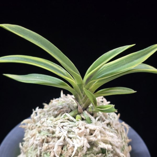 춘광 春光 Chungwang