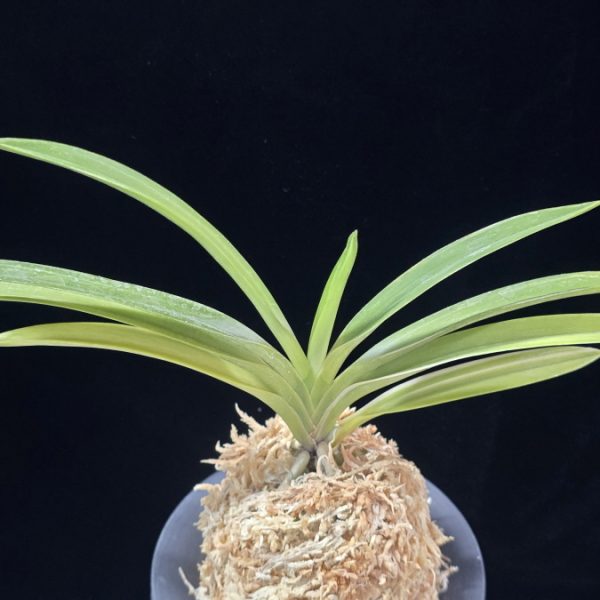 서능금 西凌錦  Seoneunggeum