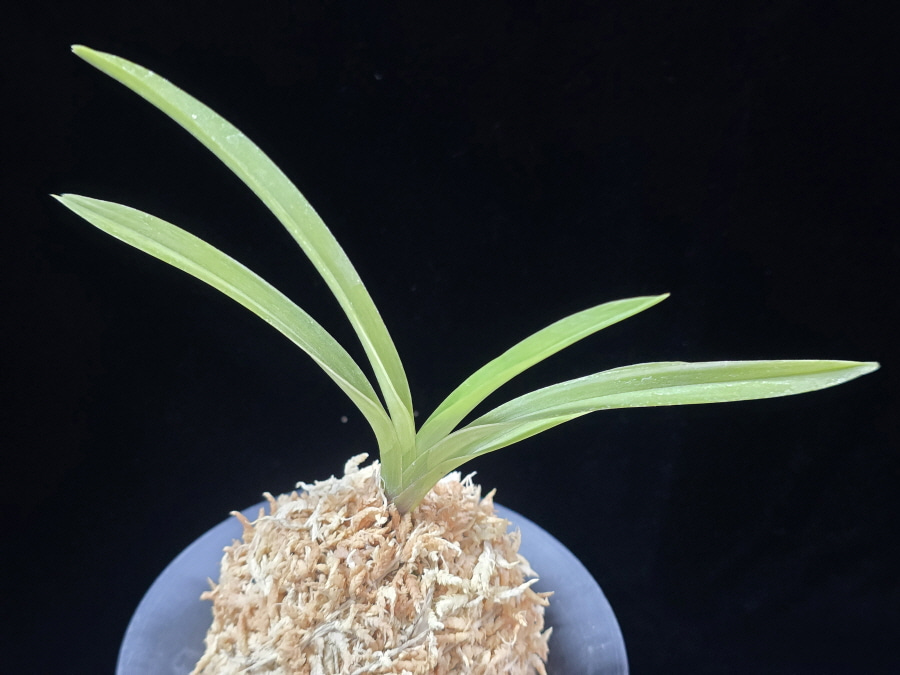 서능금 西凌錦 Seoneunggeum 서능금 西凌錦 Seoneunggeum