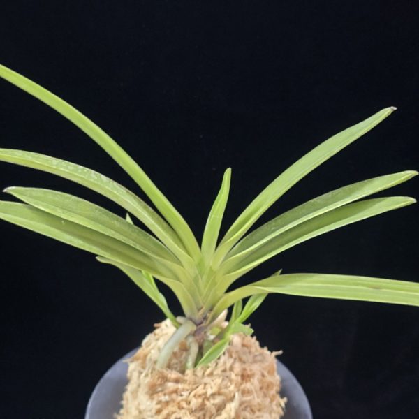 서능금 西凌錦  Seoneunggeum