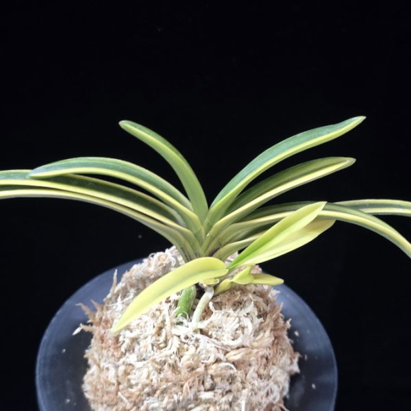 보금 宝錦 Takaranishiki