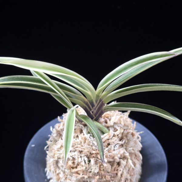 수정복륜 水晶覆輪 Suishou Fukurin