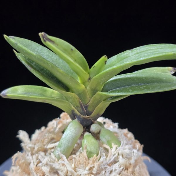 천하장사 天下壯士 Cheonhajangsa