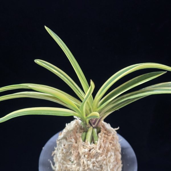 엄미호 奄美縞 Amami Shima