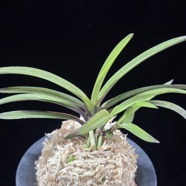 기주백왕 紀州白王 Kishu Hakuo