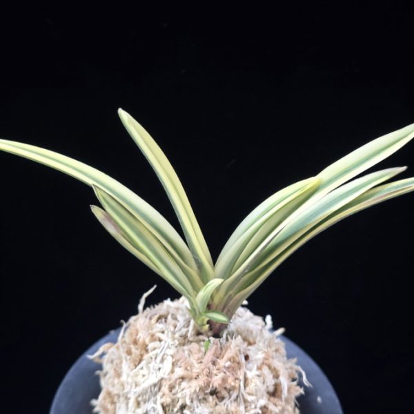 관악 冠岳  Gwanak