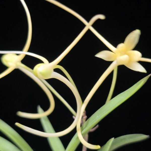 황지연 黃池淵 Hwangjiyeon (3spur)