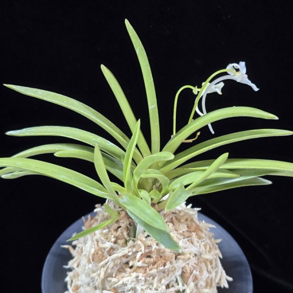 호접지무 胡蝶の舞 Kocho no Mai