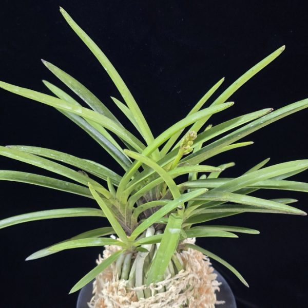 황화 黄花 Kibana