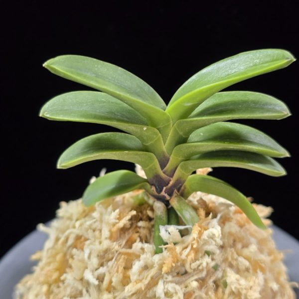 자홍 紫紅 Jahong