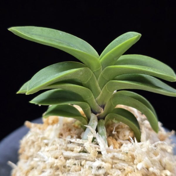 자홍 紫紅 Jahong