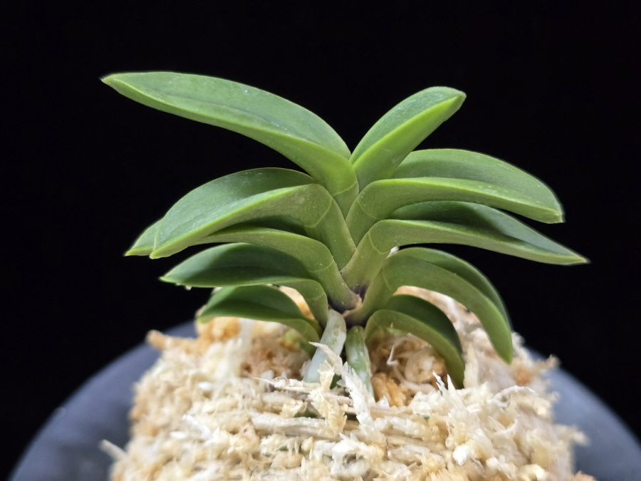 자홍 紫紅 Jahong 자홍 紫紅 Jahong