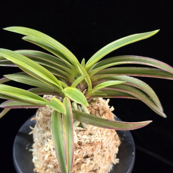 홍선 紅扇 Beniougi