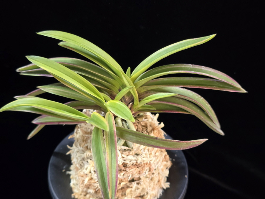 홍선 紅扇 Beniougi 홍선 紅扇 Beniougi