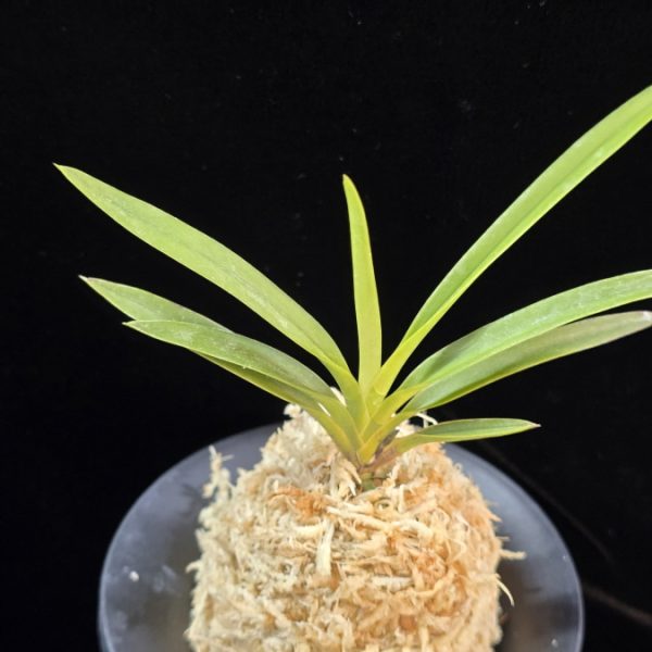 천대지수 千代之壽 Chiyo no kotobuki