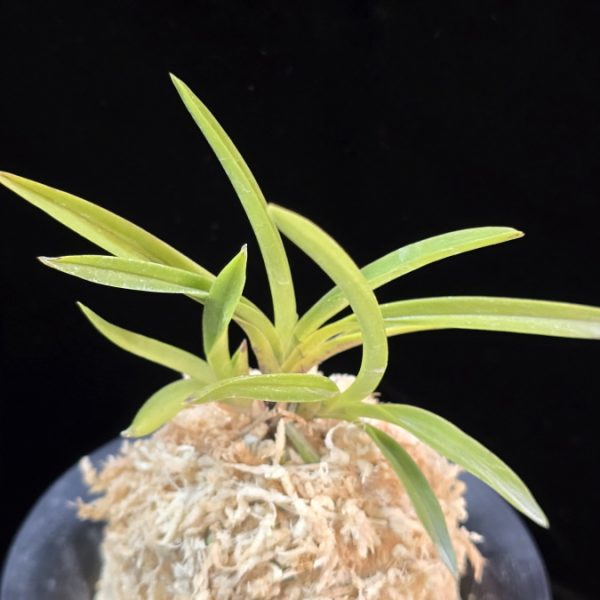 천대지수 千代之壽 Chiyo no kotobuki