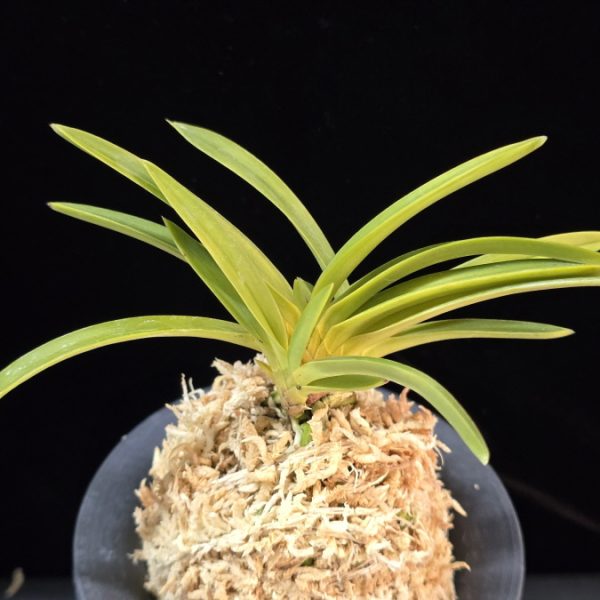 백천황 白天晃 Hakutenko ( White root)