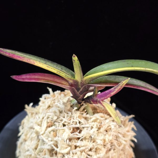 천지연 天池淵 Cheonjiyeon