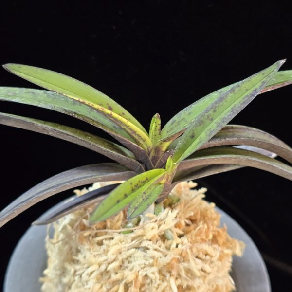 천지연 天池淵 Cheonjiyeon