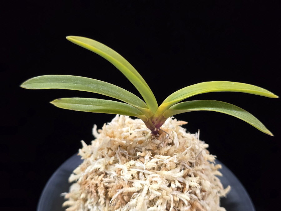 진월 真月 Shingetsu 진월 真月 Shingetsu