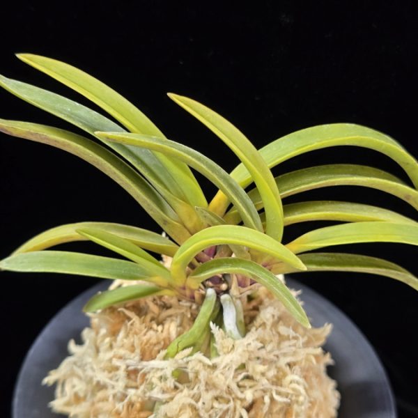 진월 真月 Shingetsu