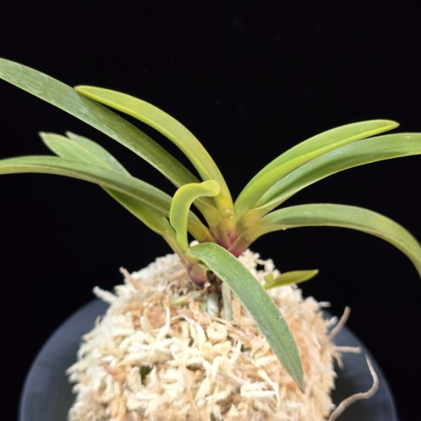 진월 真月 Shingetsu