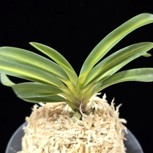 태명금 太明錦 Taemyeongguem