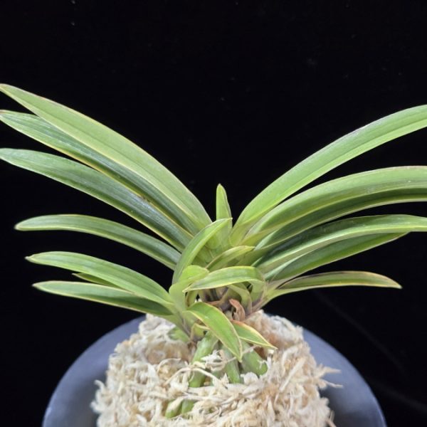 무명복륜 無名覆輪 Unnamed - Fukurin